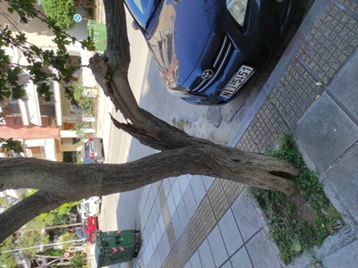 Σπασμένο κλαδί 