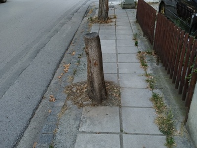 Εκρίζωση κορμού 