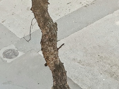 Πευκο επι της κολοτουρου 10
