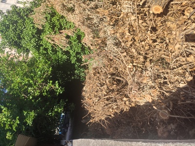 Ξερα κομμένα δέντρα 