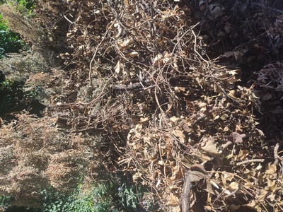 Ξερα κομμένα δέντρα 