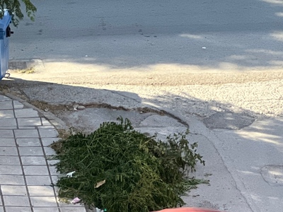 Κομμένα κλαδιά στον δρόμο