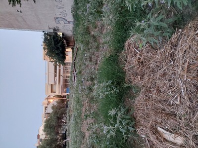 ΔΗΜΙΟΥΡΓΙΑ  ΑΝΑΧΩΜΑΤΟΣ ΣΤΟ ΟΙΚΟΠΕΔΟ  (ΜΕΤΑΞΥ ΑΛΚΥΟΝΟΣ ΚΑΙ ΜΕΓ.ΑΛΕΞΑΝΔΡΟΥ)