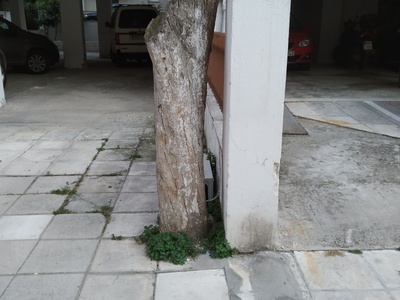 Εκρίζωση κορμού 