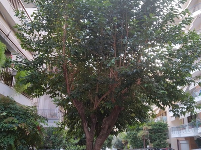 Κλάδεμα δέντρων 