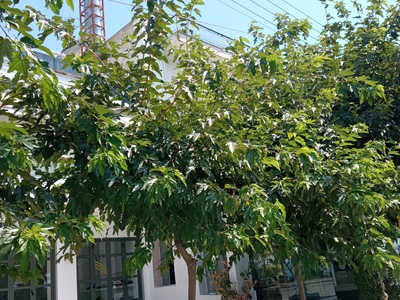 Κλάδεμα δέντρων 