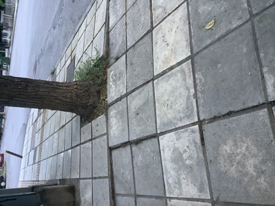 Ανύψωση πεζοδρομίου λόγο δέντρου