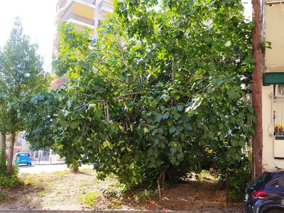 ΣΠΑΣΜΕΝΑ ΚΛΑΔΙΑ ΔΕΝΤΡΟΥ ΠΕΦΤΟΥΝ ΣΤΟ ΔΡΟΜΟ ΚΑΙ ΔΗΜΙΟΥΡΓΟΥΝ ΠΡΟΒΛΗΜΑ ΣΤΟ ΔΗΜΟΣΙΟ ΦΩΤΙΣΜΟ