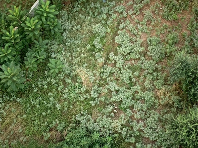 Αποψίλωση μυοκτονία σε ακαλυπτο χωρο