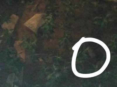 Αποψίλωση μυοκτονία σε ακαλυπτο χωρο