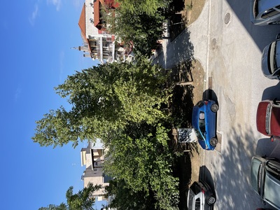 ΔΕΝΤΡΟ ΠΟΥ ΓΕΡΝΕΙ ΣΤΗΝ ΔΡΑΚΟΠΟΥΛΟΥ