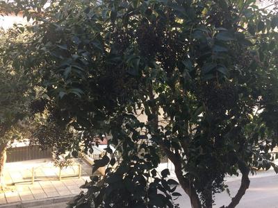 ΚΛΑΔΕΜΑ ΔΕΝΤΡΩΝ