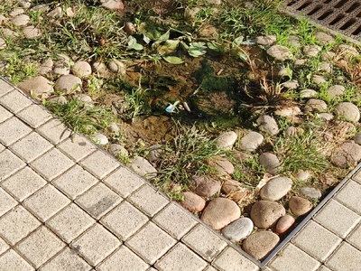 ΒΛΑΒΗ ΣΕ ΑΥΤΟΜΑΤΟ ΠΟΤΙΣΜΑ ΣΤΟ ΠΑΡΚΑΚΙ (ΛΑΣΑΝΗ ΜΕ ΑΝ.ΘΡΑΚΗΣ)