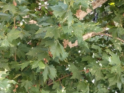 Άρρωστο δέντρο 