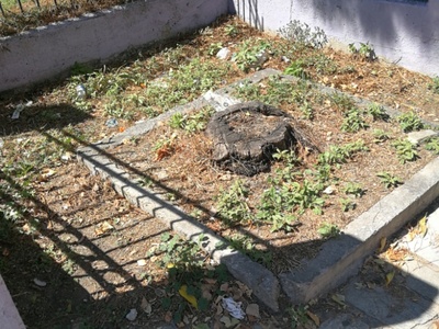 Άδεια δενδροδοχος αντικατάσταση δέντρου 