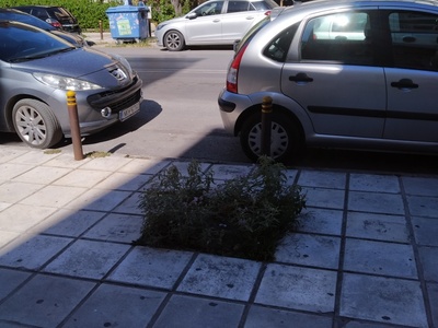 Φύτευση δέντρου 