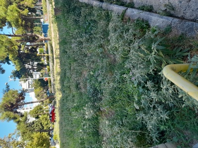 Καθαρισμος σοσ 