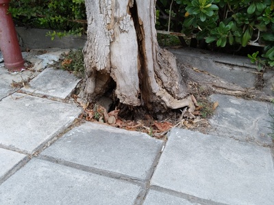 Κούφιος κορμός φαγωμενος 