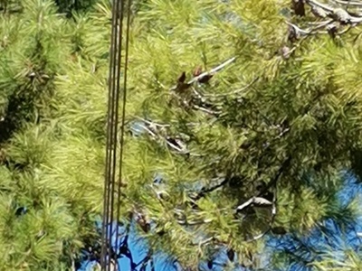 SOS για κλαδεμα