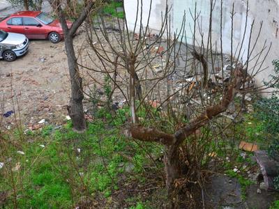 ΒΡΩΜΙΚΟ ΟΙΚΟΠΕΔΟ-ΕΣΤΙΑ ΜΟΛΥΝΣΗΣ