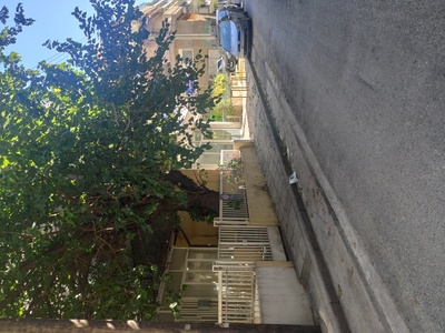 Κλάδεμα δένδρου