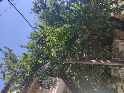 Κλάδεμα δένδρου