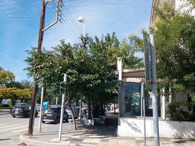 Κλάδεμα δέντρων 