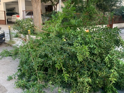 Αποκομιδή κλαδιων