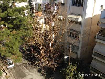 Κλάδεμα Δέντρων.