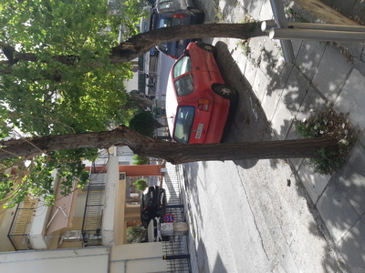 Επικίνδυνο δένδρο 