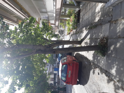 Επικίνδυνο δένδρο 