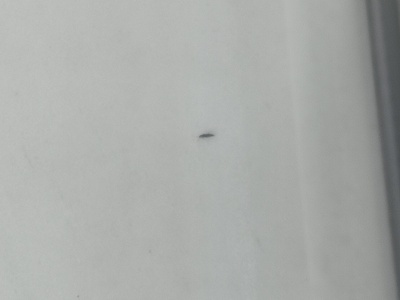 ΕΝΤΟΜΑ ΣΕ ΔΕΝΤΡΑ ΣΤΗΝ ΣΟΦΟΥΛΗ