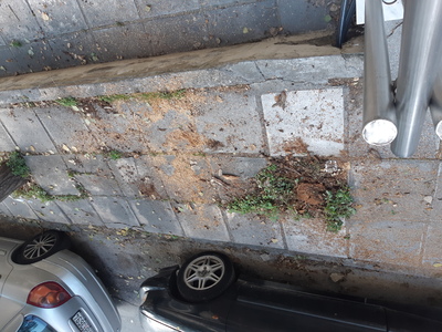 Συνέχεια της αναφοράς 13111(επικίνδυνο δένδρο)