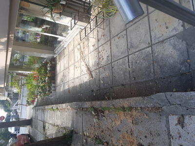 Συνέχεια της αναφοράς 13111(επικίνδυνο δένδρο)