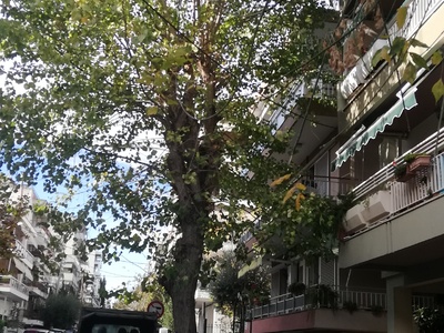 ΚΛΑΔΕΜΑ ΔΕΝΤΡΟΥ ΣΤΗΝ  ΙΩΑΚΕΙΜ Γ 