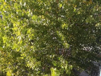 ΚΛΑΔΕΜΑ ΔΕΝΤΡΟΥ ΣΤΗΝ  ΙΩΑΚΕΙΜ Γ 