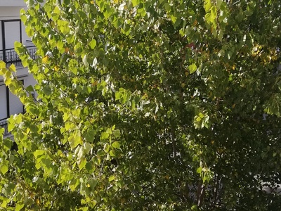 ΚΛΑΔΕΜΑ ΔΕΝΤΡΟΥ ΣΤΗΝ  ΙΩΑΚΕΙΜ Γ 