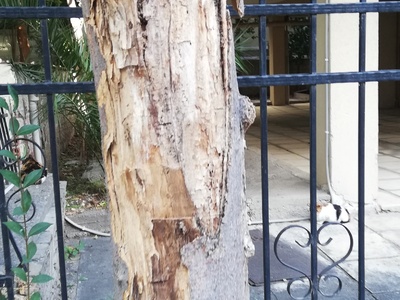 ΣΑΠΙΟ ΔΕΝΤΡΟ ΣΤΗΝ ΙΩΑΚΕΙΜ Γ 