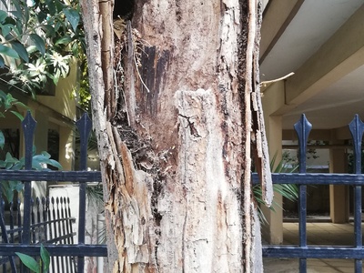 ΣΑΠΙΟ ΔΕΝΤΡΟ ΣΤΗΝ ΙΩΑΚΕΙΜ Γ 