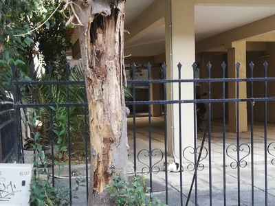 ΣΑΠΙΟ ΔΕΝΤΡΟ ΣΤΗΝ ΙΩΑΚΕΙΜ Γ 