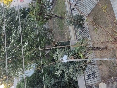 Κοψτε τα επικίνδυνα δέντρα...να ειναι χαμηλα