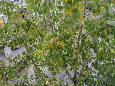 ΚΛΑΔΕΜΑ ΔΕΝΤΡΟΥ ΣΤΗΝ  ΙΩΑΚΕΙΜ Γ 