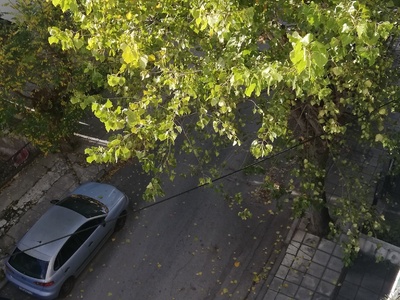 ΚΛΑΔΕΜΑ ΔΕΝΤΡΟΥ ΣΤΗΝ  ΙΩΑΚΕΙΜ Γ 