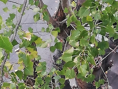 ΚΛΑΔΕΜΑ ΔΕΝΤΡΟΥ ΣΤΗΝ  ΙΩΑΚΕΙΜ Γ 