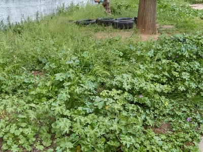 Κοπή χόρτου στο 18ο Νηπιαγωγείο Καλαμαριάς