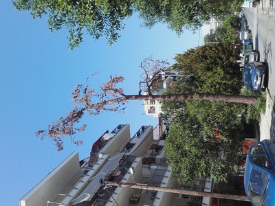 Ξερό πεύκο