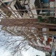 Κλάδεμα δένδρου