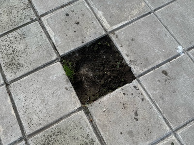 Δεντρα στην Τριπολεως