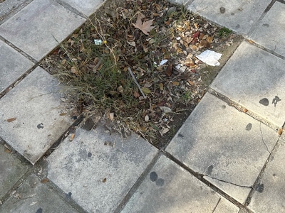 Δεντρο στην Κερασουντος