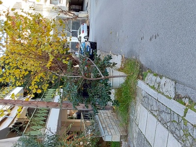 Δένδρο & Πεζοδρόμιο